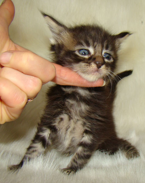     Catsvill County!   !    !       !!!    Catsvill County +7-926-544-74-09     .   ,   ,   ,    ,   ,  ,     ,   -,    ,   !